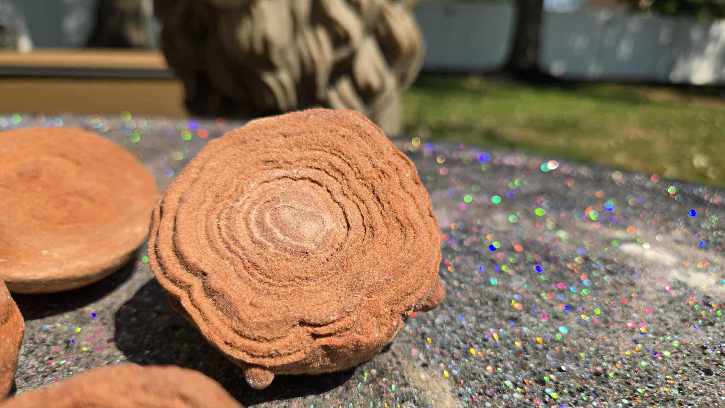 Cinnamon Bun Stromatolite Babies - Rescue Me