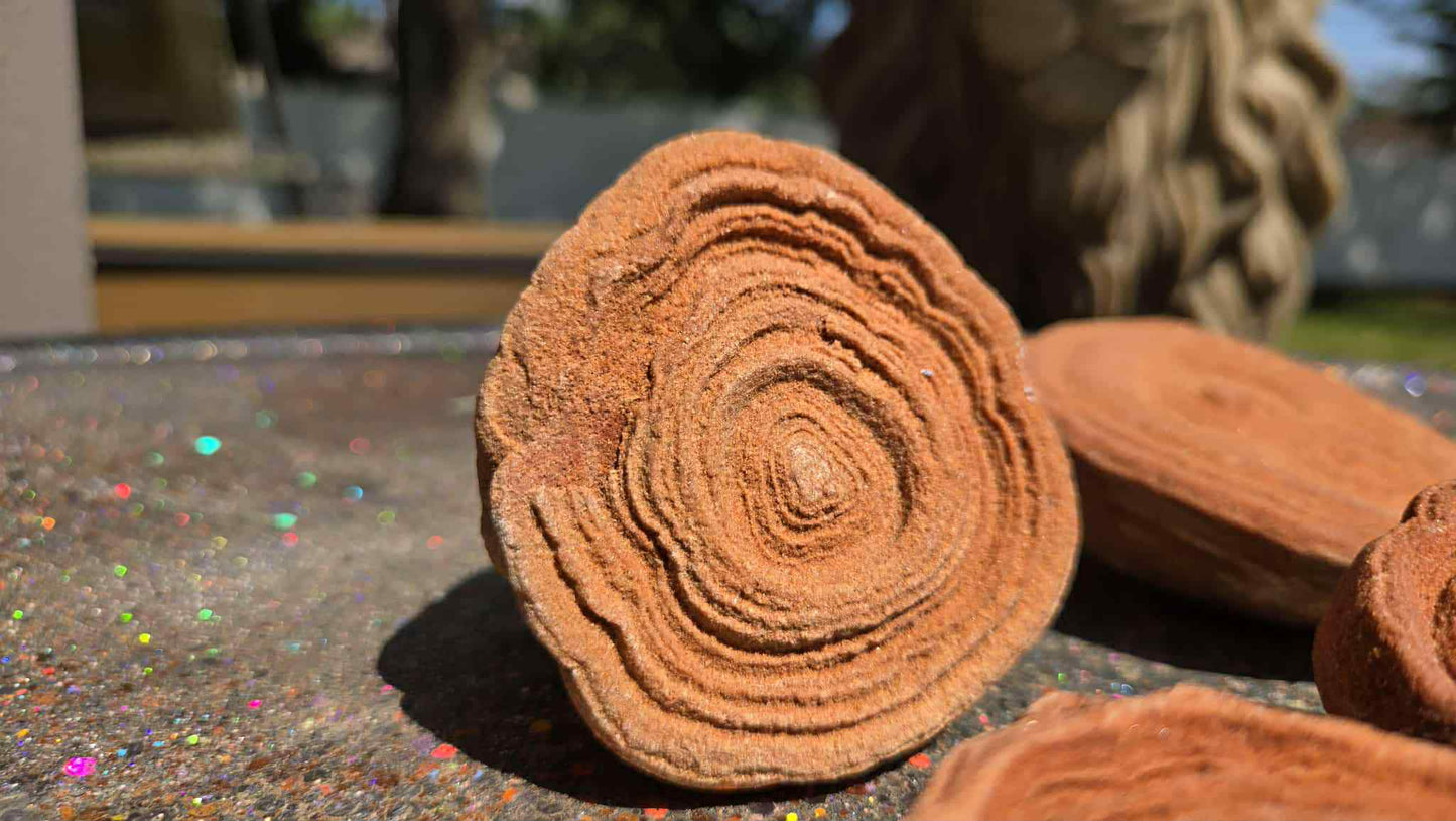 Cinnamon Bun Stromatolite Babies - Rescue Me