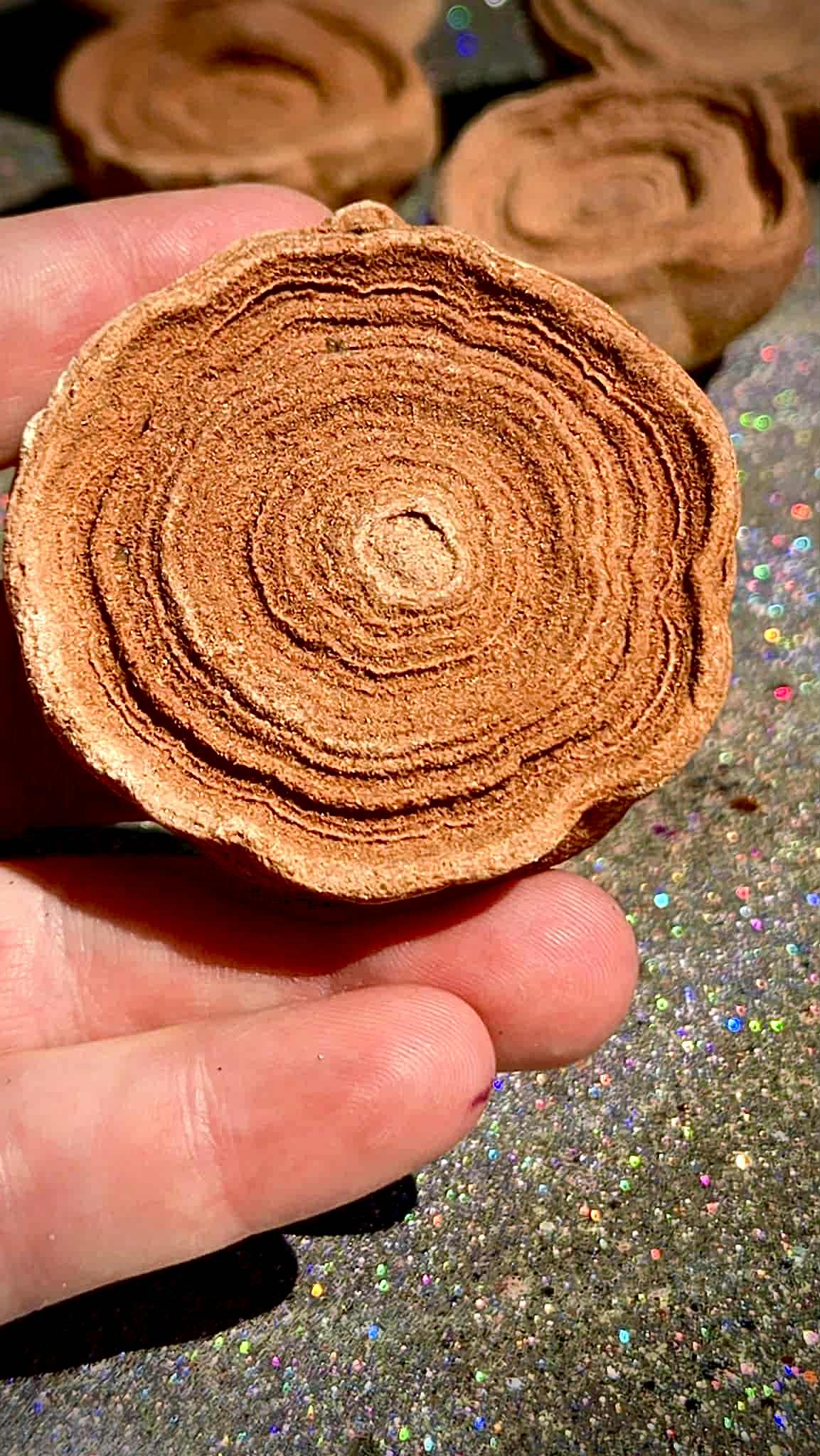 Cinnamon Bun Stromatolite Babies - Rescue Me