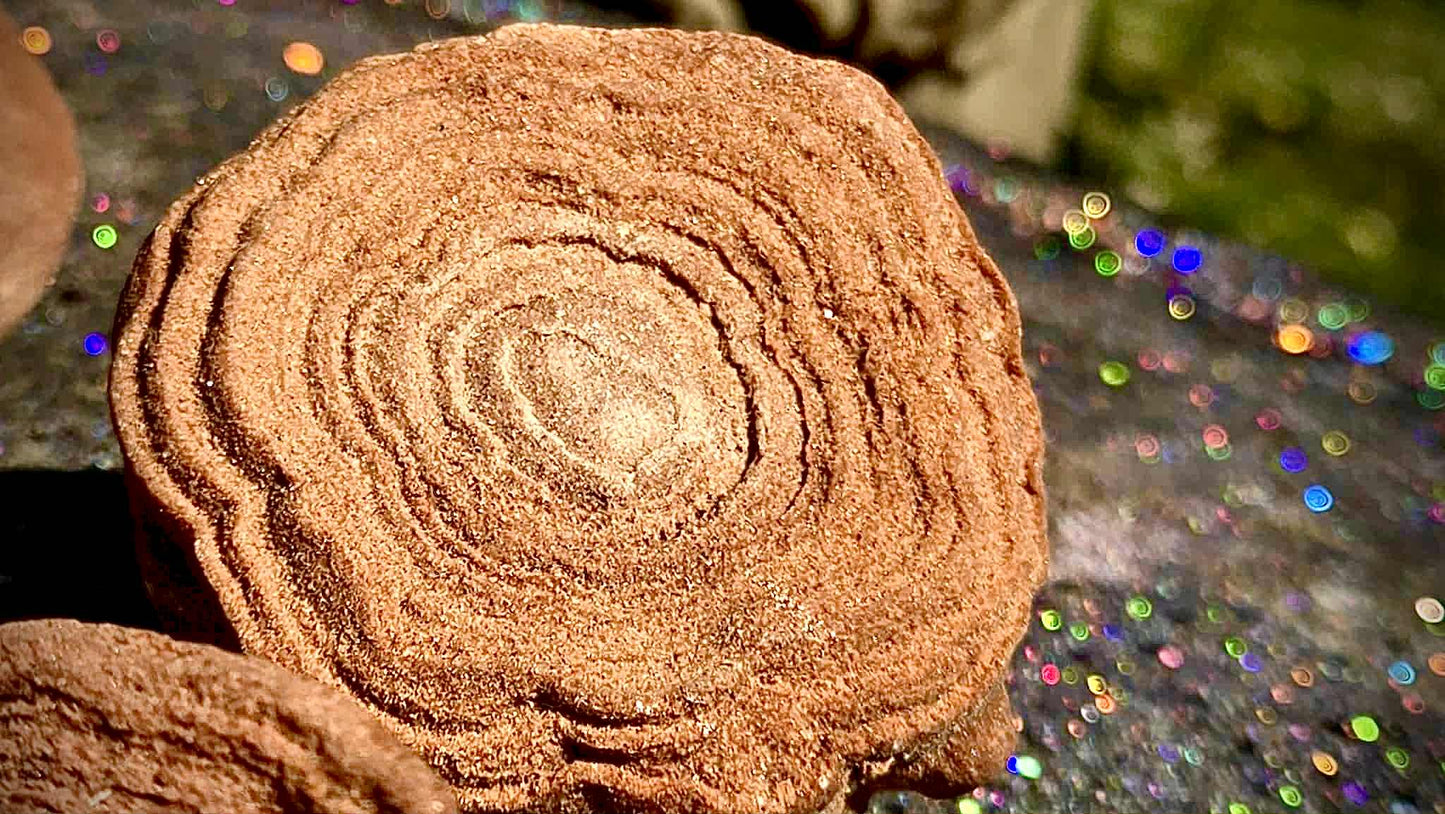 Cinnamon Bun Stromatolite Babies - Rescue Me
