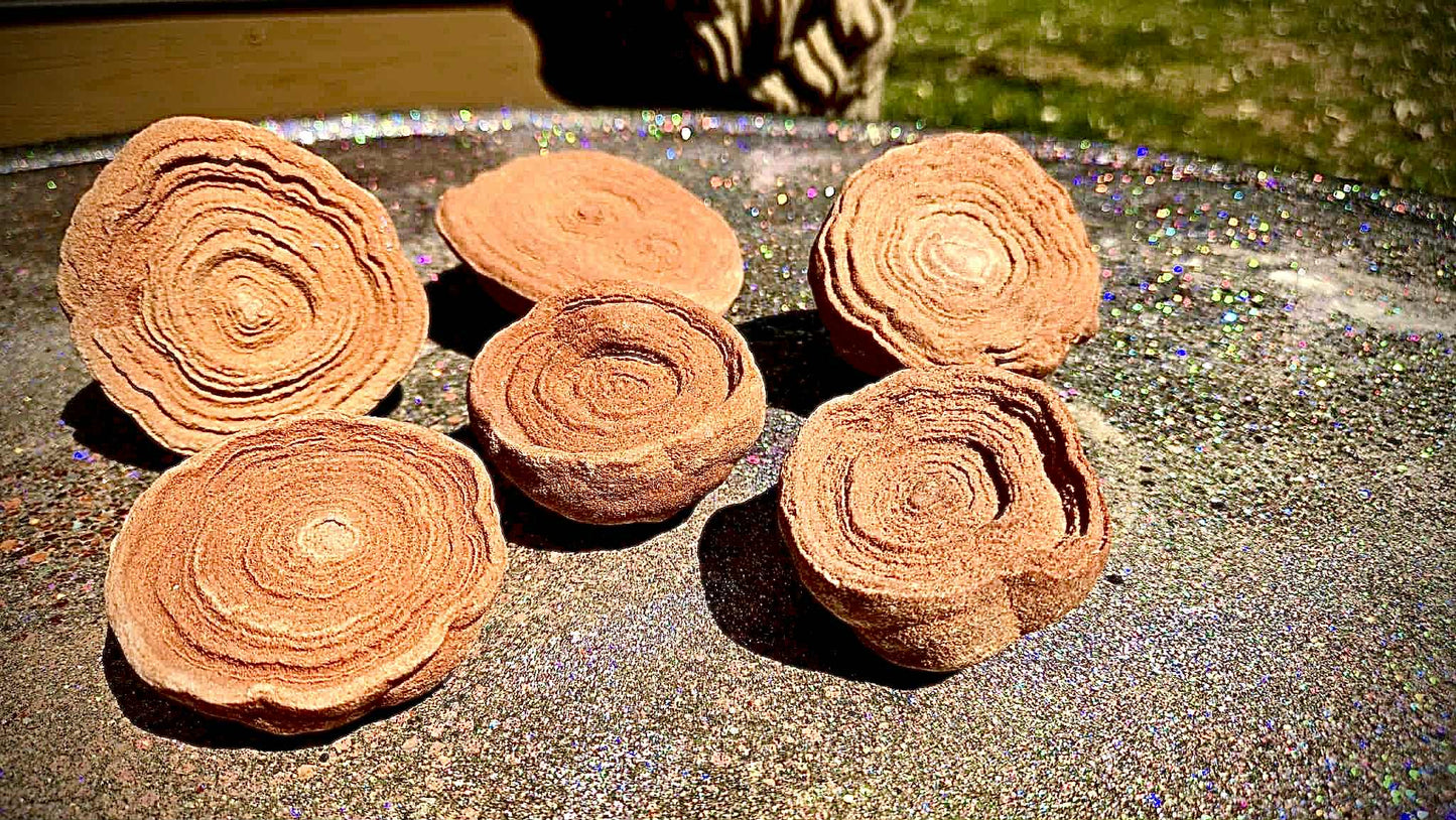 Cinnamon Bun Stromatolite Babies - Rescue Me