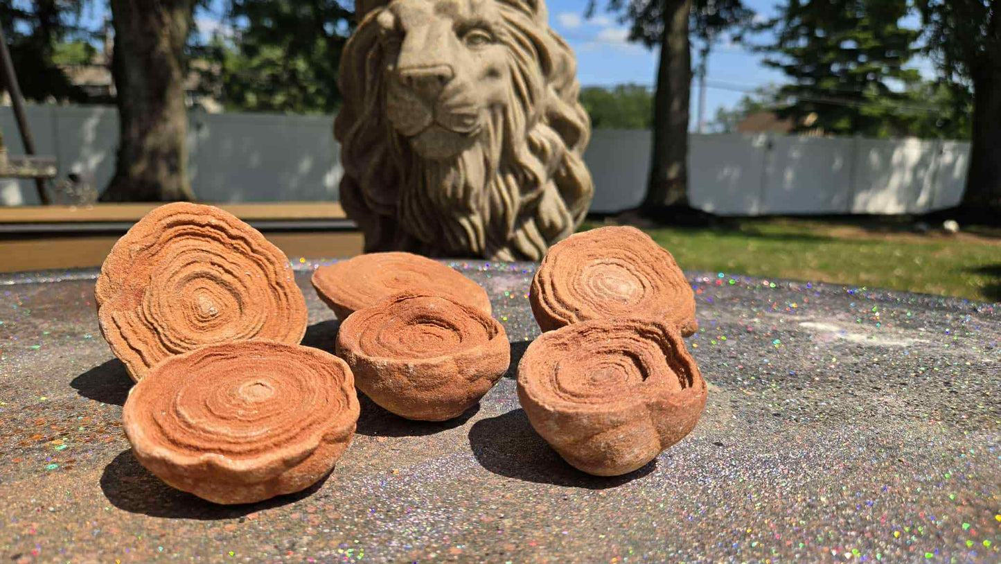 Cinnamon Bun Stromatolite Babies - Rescue Me
